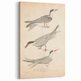 Vintage Animal Art – Elegant Tern Bird Illustration Wall Print