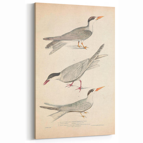 Vintage Animal Art – Elegant Tern Bird Illustration Wall Print