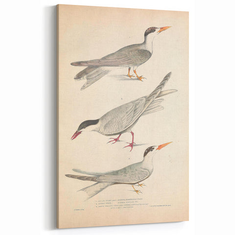 Vintage Animal Art – Elegant Tern Bird Illustration Wall Print