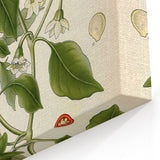 Antique Floral Wall Art – Vintage Botanical Print for Home
