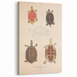 Vintage Animal Art – Terrapin Turtle Illustration Wall Print