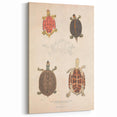 Vintage Animal Art – Terrapin Turtle Illustration Wall Print