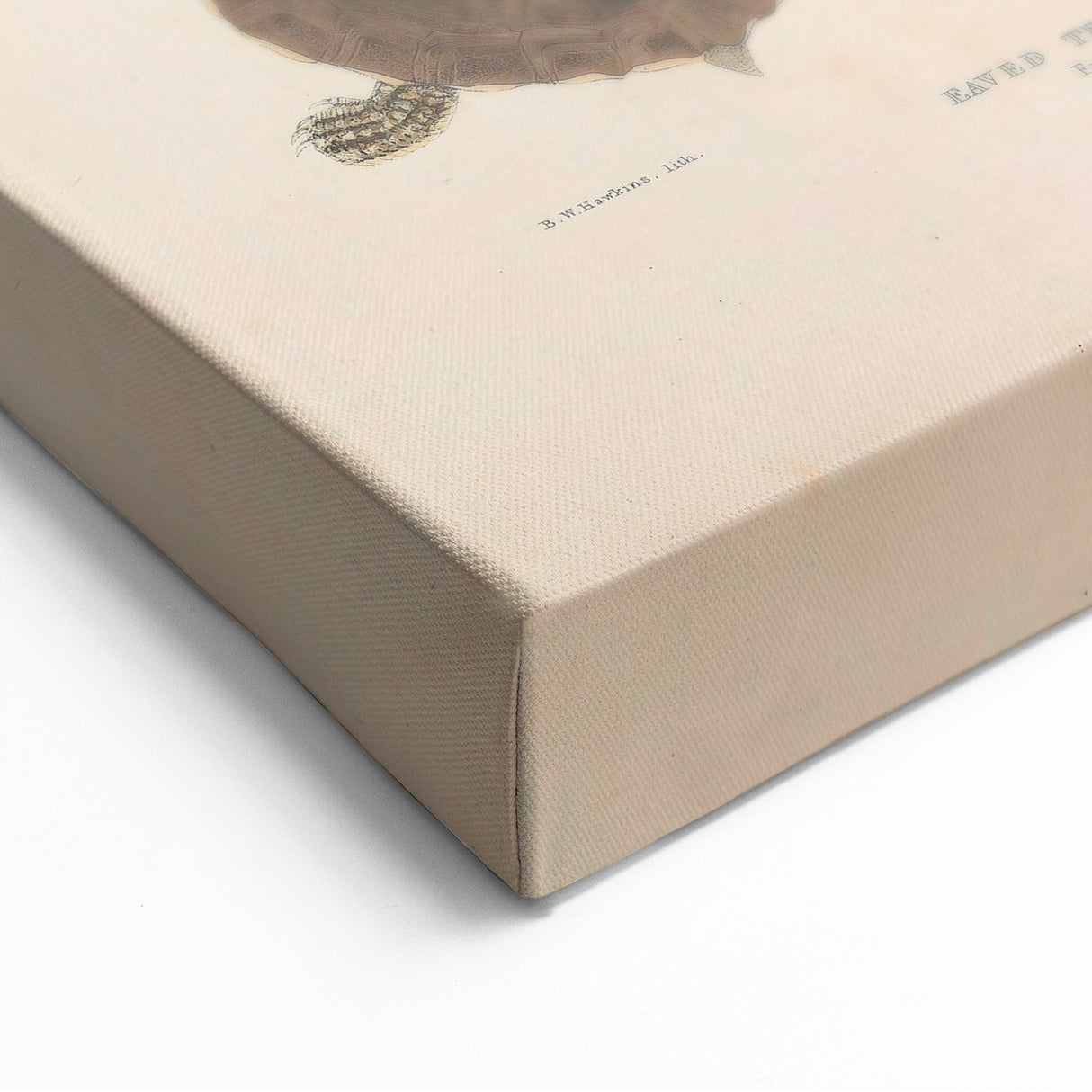 Vintage Animal Art – Terrapin Turtle Illustration Wall Print