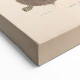Vintage Animal Art – Terrapin Turtle Illustration Wall Print