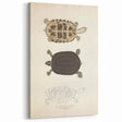 Vintage Animal Art – Thuji Terrapin Turtle Illustration Print