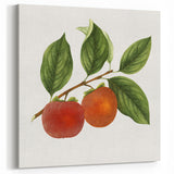 Persimmon Fruit Wall Decor – Fruit Botanical Prints for Kitchen