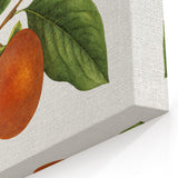 Persimmon Fruit Wall Decor – Fruit Botanical Prints for Kitchen