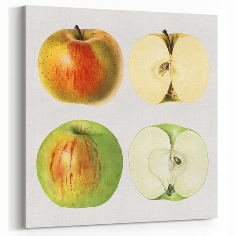 Apple Fruit Wall Decor – Fruit Botanical Prints for Kitchen Art