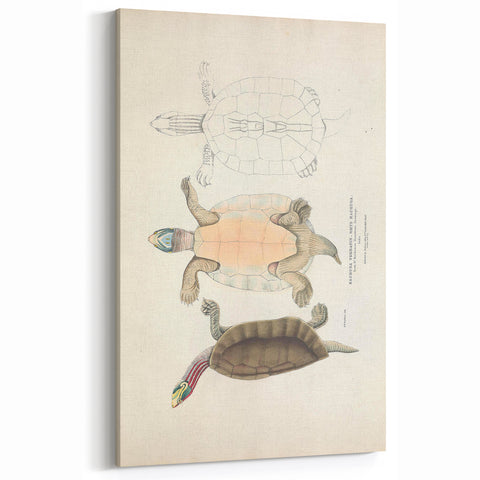 Vintage Animal Art – Kachuga Terrapin Turtle Illustration Print