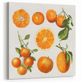Orange Fruit Art Prints – Kitchen Fruit Decor for Modern Spaces