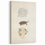 Vintage Animal Art – Baska Terrapin Turtle Illustration Print