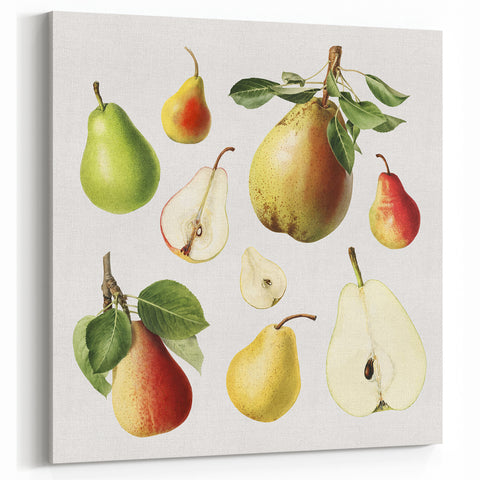 Pear Fruit Paintings – Fruit Botanical Prints for Kitchen Decor