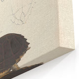 Vintage Animal Art – Spotted Terrapin Turtle Illustration Print