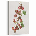 Gooseberry Fruit Botanical Prints – Kitchen Fruit Wall Decor