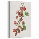 Gooseberry Fruit Botanical Prints – Kitchen Fruit Wall Decor