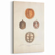 Vintage Animal Art – Spiny Turtle Illustration Wall Print