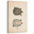 Vintage Animal Art – Eyed Trionix Turtle Illustration Print