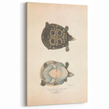 Vintage Animal Art – Eyed Trionix Turtle Illustration Print