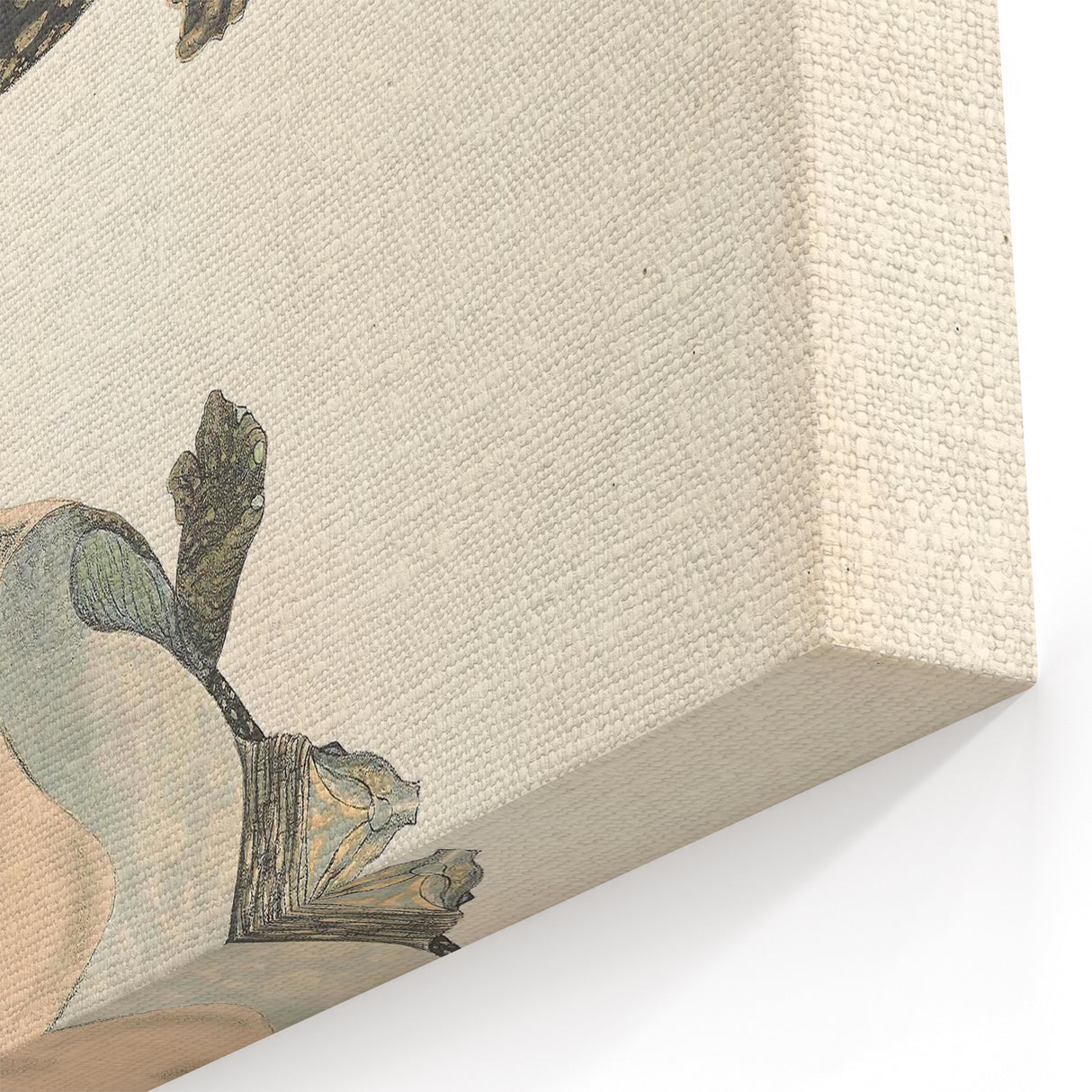 Vintage Animal Art – Eyed Trionix Turtle Illustration Print
