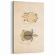 Vintage Animal Art – Flat Trionyx Turtle Illustration Print