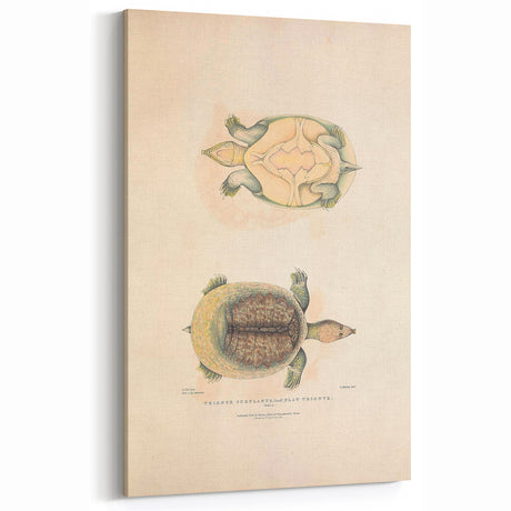 Vintage Animal Art – Flat Trionyx Turtle Illustration Print