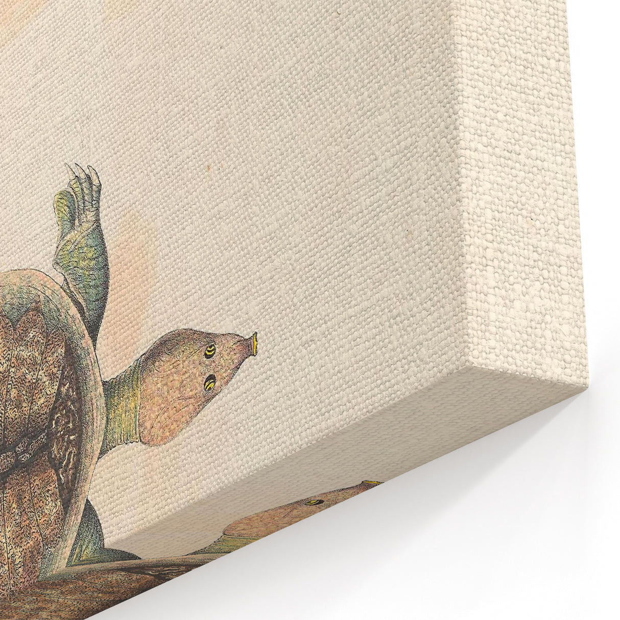 Vintage Animal Art – Flat Trionyx Turtle Illustration Print