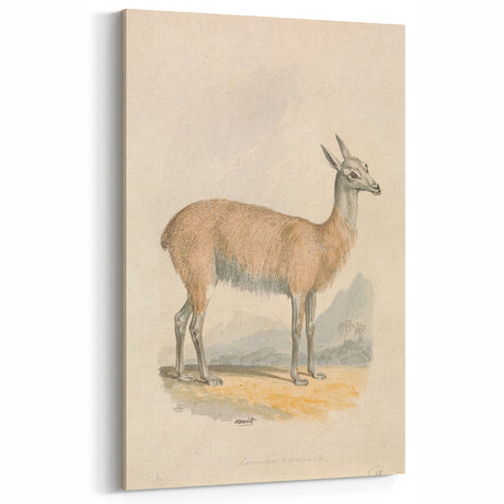 Vintage Animal Art – Guanaco Watercolor Illustration Wall Print