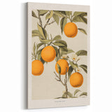Vintage Botanical Orange Tree Print – Retro Citrus Wall Art