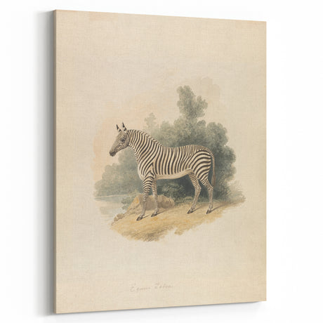 Vintage Animal Art – Zebra Watercolor Illustration Wall Print