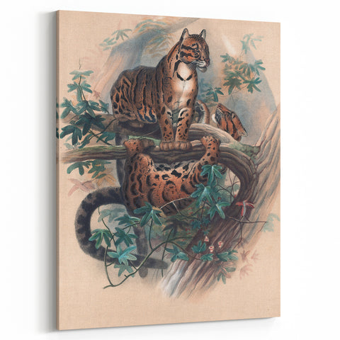 Vintage Animal Art – Clouded Leopard Illustration Wall Print