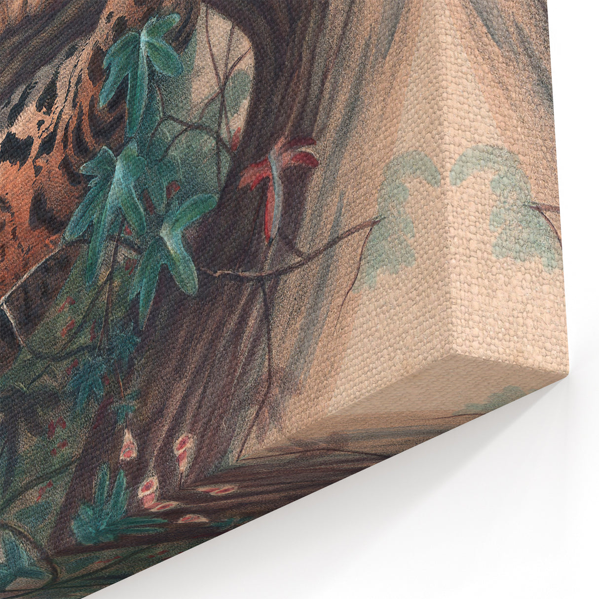 Vintage Animal Art – Clouded Leopard Illustration Wall Print