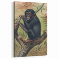 Vintage Animal Art – Chimpanzee Illustration Wall Print