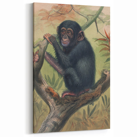 Vintage Animal Art – Chimpanzee Illustration Wall Print