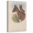 Vintage Wallaby Illustration – Classic Wildlife Art Print