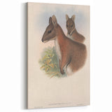 Vintage Wallaby Illustration – Classic Wildlife Art Print
