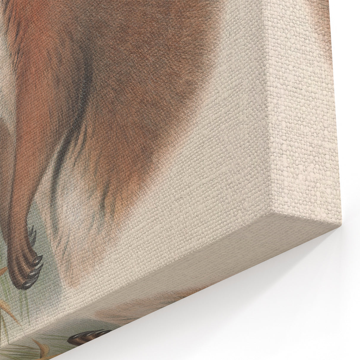 Vintage Wallaby Illustration – Classic Wildlife Art Print