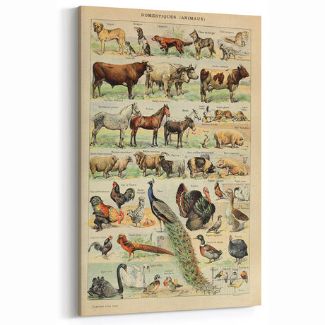 Vintage Domestic Animals Illustration – Farmhouse Wall Art Print