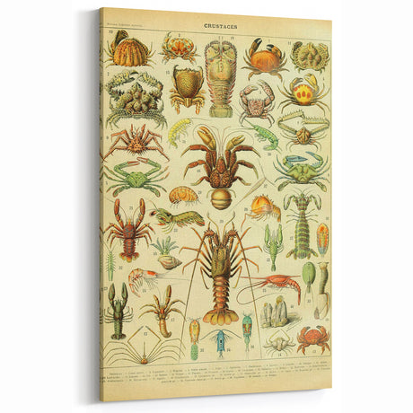 Timeless Vintage Animal Art: Crustacean Illustration Wall Decor