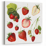 Fresh Strawberry Fruit Illustration Prints – Kitchen Wall Decor