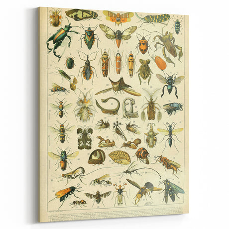 Retro Animal Illustrations: Vintage Insect Print for Wall Decor