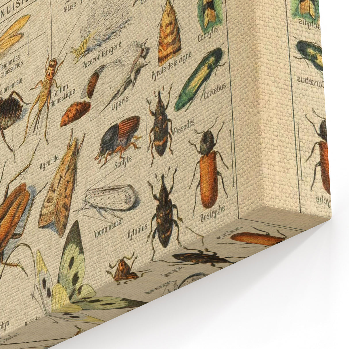 Vintage Animal Art: Scientific Insect Illustration Wall Print