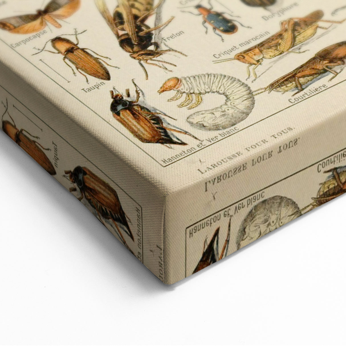 Vintage Animal Art: Scientific Insect Illustration Wall Print