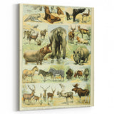 Vintage Animal Art: Retro Wildlife Mammal Illustration Print