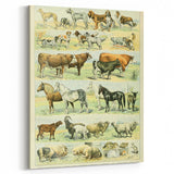Vintage Animal Art: Retro Farm & Domestic Mammals Illustration