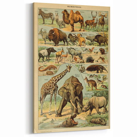 Vintage Animal Art: Retro Wildlife Mammals Illustration Print