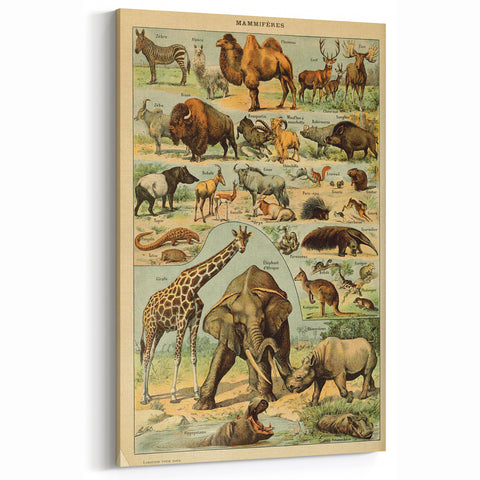 Vintage Animal Art: Retro Wildlife Mammals Illustration Print