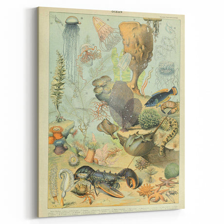 Vintage Animal Art: Retro Ocean Life & Marine Creatures Print