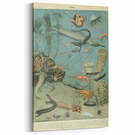 Vintage Animal Art: Deep-Sea Creatures & Ocean Life Illustration