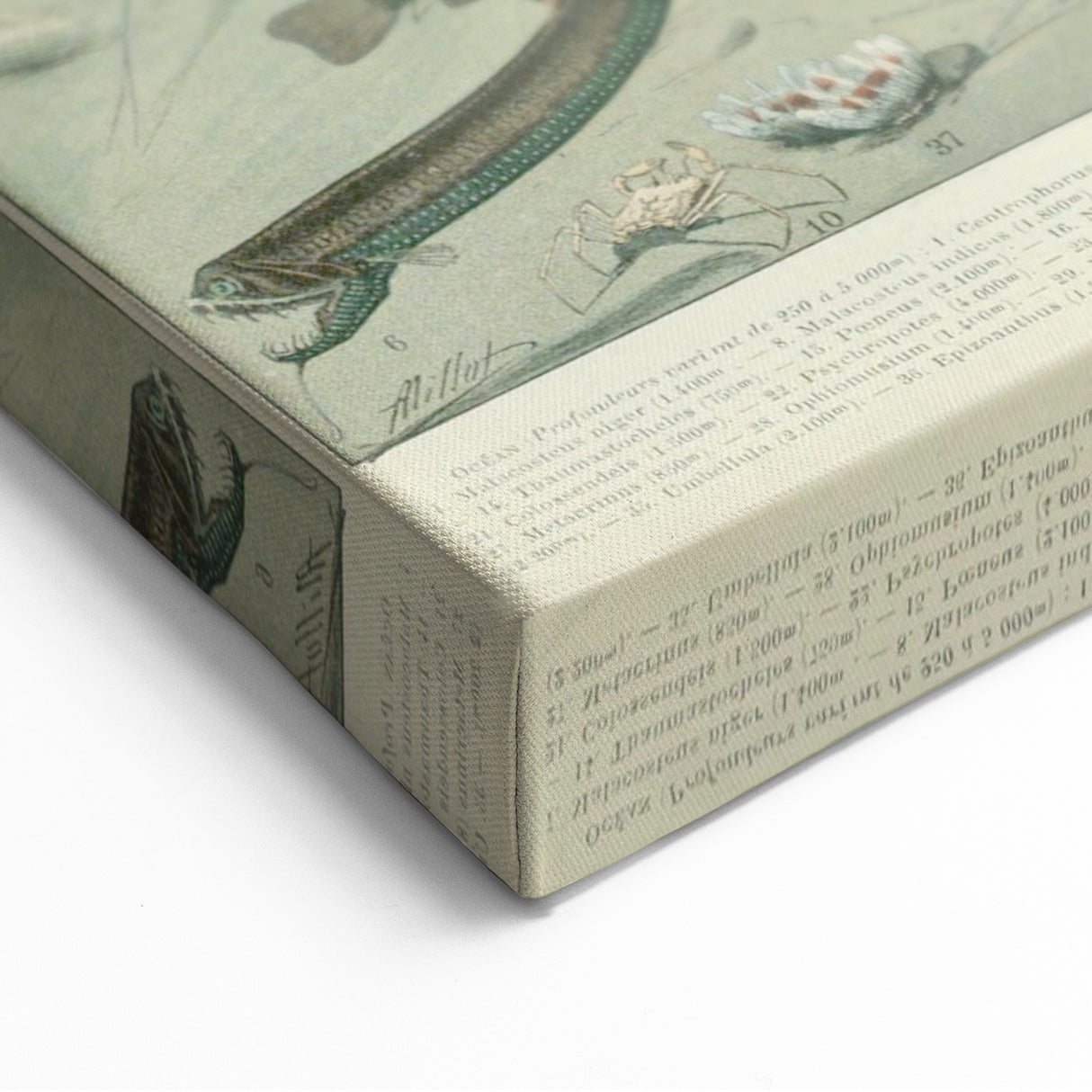 Vintage Animal Art: Deep-Sea Creatures & Ocean Life Illustration