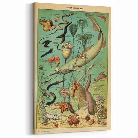 Vintage Animal Art: Deep-Sea Oceanography Marine Life Illustration